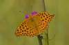 V poslednej dobe čoraz viacej a nielen motýľov so zdeformovanými krídlami!