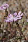 https://www.tela-botanica.org/bdtfx-nn-64357-synthese<br>na rozdiel od Silene colorata je byľ zakončená jedným kvetom<br>https://botany.cz/cs/silene-colorata/<br>vyskytuje sa na Korzike, Sardínii, Malorke a Ligúrii