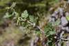 Ribes uva-crispa subsp. grossularia