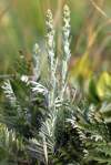 Artemisia pancicii