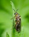 samica<br><br>larva žije na smreku a jedli<br><br>Určené podľa kľúča: ostroha na zadnej tíbii je plochá, telo nie je celé svetlé, oblasť hlavy nad tykadlami je čierna, nohy majú čierne časti, thorax odspodu prevažne svetlý