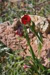 https://botany.cz/cs/lathyrus-cicera/<br>http://www.jagel.nrw/peloponnes/FamFabaceae.htm#lathyrus_cicera<br>https://www.greekflora.gr/en/flowers/3456/Lathyrus-cicera