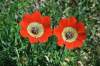 https://botany.cz/cs/anemone-pavonina/<br>http://www.jagel.nrw/peloponnes/FamRanunculaceae.htm#anemone_pavonina<br>https://www.greekflora.gr/en/flowers/0051/Anemone-pavonina