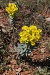 http://www.jagel.nrw/peloponnes/FamEuphorbiaceae.htm#euphorbia<br>https://www.greekflora.gr/el/flowers/1331/Euphorbia-rigida