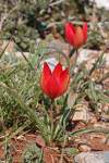 http://www.jagel.nrw/peloponnes/FamLiliaceae.htm#tulipa_goulimyi<br>https://www.greekflora.gr/en/flowers/0572/Tulipa-goulimyi<br>ohrozený druh ( VU )