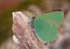 https://www.lacotabi-photo.sk/gallery/lepidoptera-motyle/callophrys-rubi-609281ae51c04300170c8533