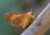 https://www.lacotabi-photo.sk/gallery/lepidoptera-motyle/ennomos-erosaria-61190924430dd6001702d133
