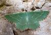 https://www.lacotabi-photo.sk/gallery/lepidoptera-motyle/thalera-fimbrialis-62b1e6c9a85d570017ffd91d
