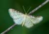 https://www.lacotabi-photo.sk/gallery/lepidoptera-motyle/idaea-humiliata-62b20d9fa85d570017ffd926