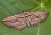https://www.lacotabi-photo.sk/gallery/lepidoptera-motyle/horisme-corticata-62e6535dfb88ff001708f931