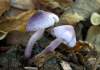 https://www.lacotabi-photo.sk/gallery/fungi-huby/inocybe-geophylla-var-lilacina-632ca0fa9b5a4200171c90db