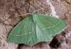 https://www.lacotabi-photo.sk/gallery/lepidoptera-motyle/hemistola-chrysoprasaria-63c587439a7c810017ad6e2b