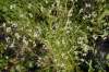 Valerianella dentata subsp. dentata