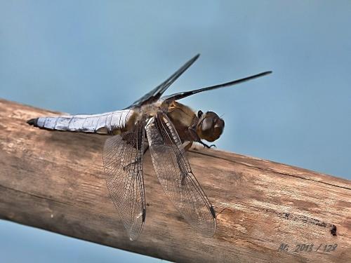 vážka ploská / vážka ploská / Broad-bodied Chaser