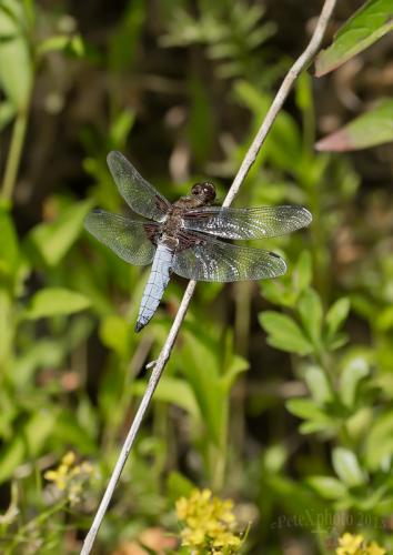 vážka ploská / vážka ploská / Broad-bodied Chaser