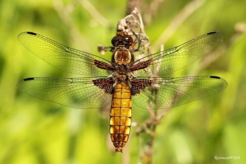 vážka ploská / vážka ploská / Broad-bodied Chaser