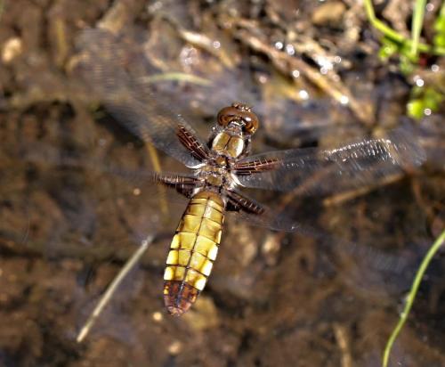 vážka ploská / vážka ploská / Broad-bodied Chaser