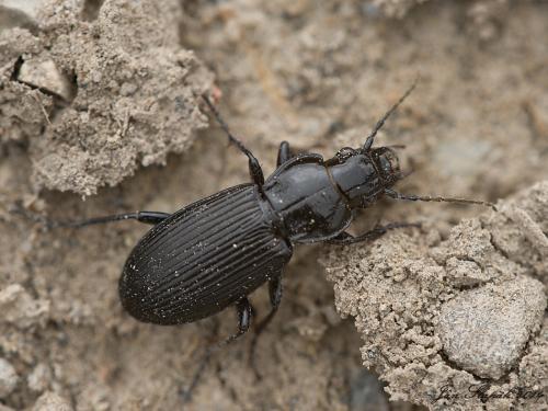 pterostichus ?