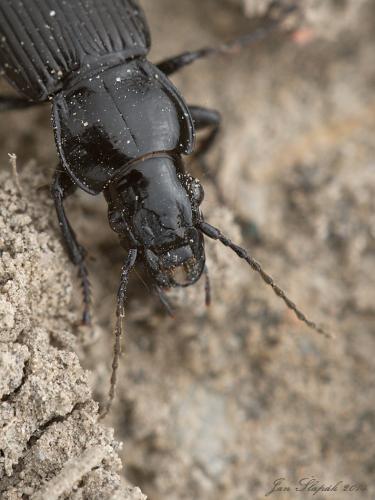 pterostichus ?