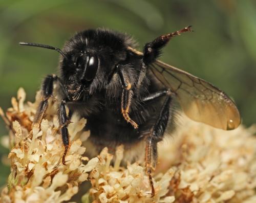 bombus