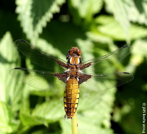 vážka ploská / vážka ploská / Broad-bodied Chaser