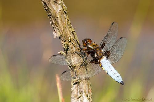 vážka ploská / vážka ploská / Broad-bodied Chaser