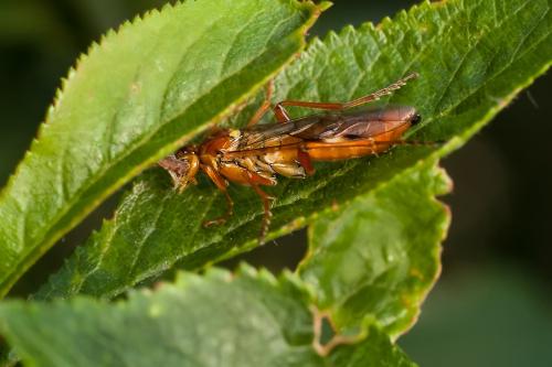 Tenthredopsis sp.