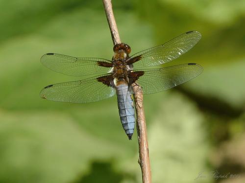 vážka ploská / vážka ploská / Broad-bodied Chaser