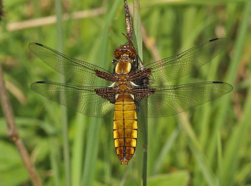 vážka ploská / vážka ploská / Broad-bodied Chaser