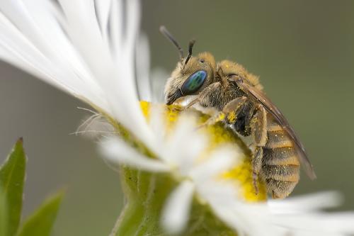 Halictus sp.