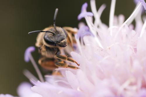 Halictus sp.