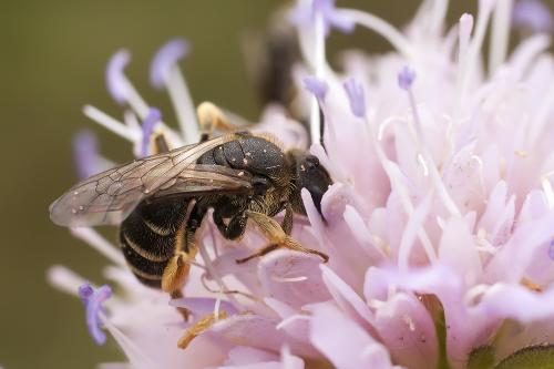 Halictus sp.