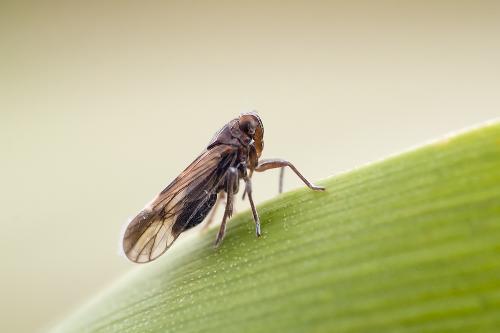 Delphacidae sp.