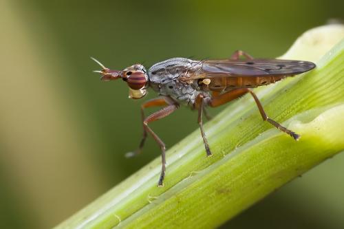 Sepedon sp.