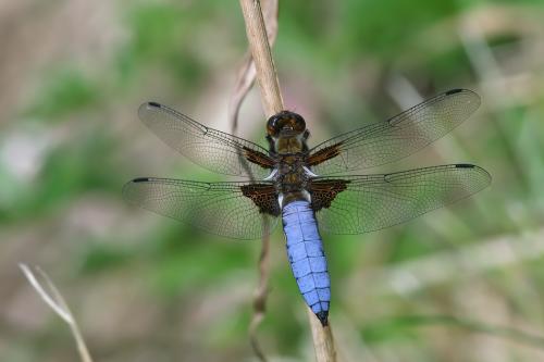 vážka ploská / vážka ploská / Broad-bodied Chaser