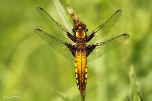 vážka ploská / vážka ploská / Broad-bodied Chaser