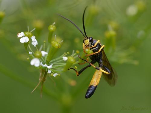 Ichneumon