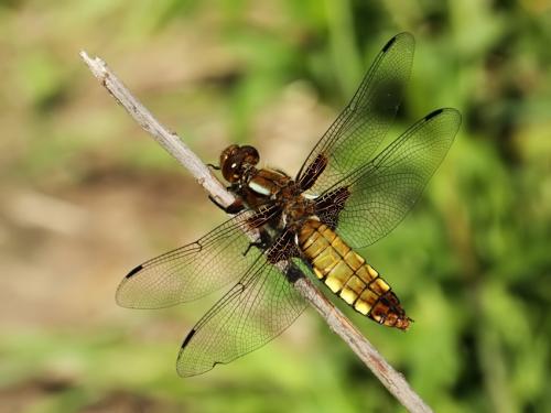 vážka ploská / vážka ploská / Broad-bodied Chaser