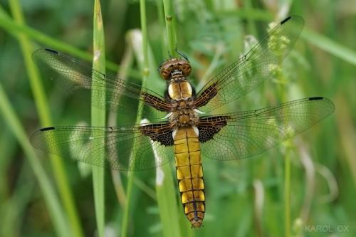 vážka ploská / vážka ploská / Broad-bodied Chaser