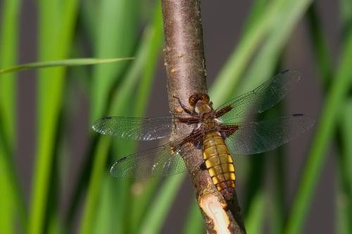 vážka ploská / vážka ploská / Broad-bodied Chaser