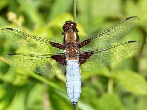 vážka ploská / vážka ploská / Broad-bodied Chaser
