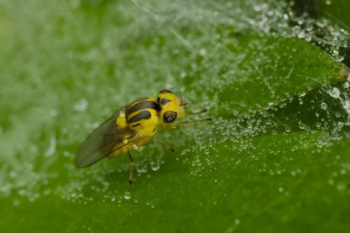 Chloropidae sp.