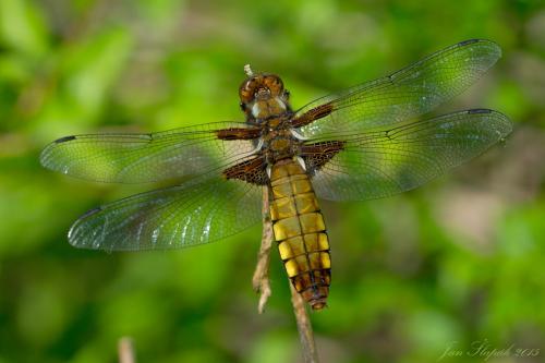 vážka ploská / vážka ploská / Broad-bodied Chaser