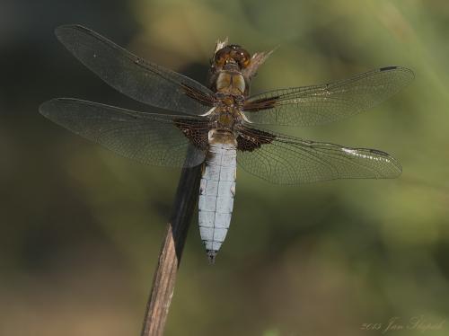 vážka ploská / vážka ploská / Broad-bodied Chaser