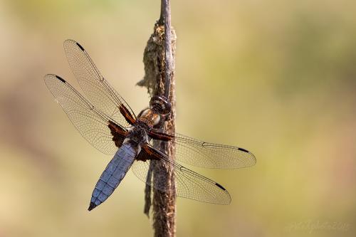 vážka ploská / vážka ploská / Broad-bodied Chaser