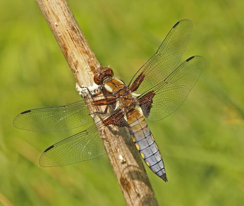 vážka ploská / vážka ploská / Broad-bodied Chaser