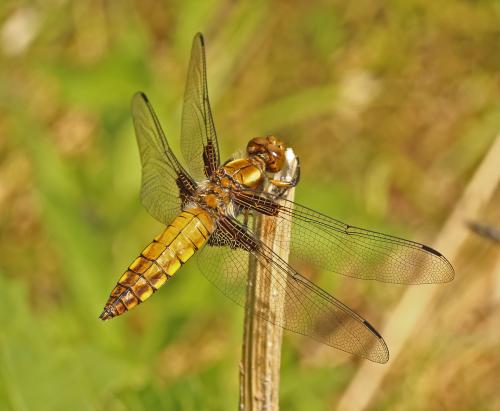 vážka ploská / vážka ploská / Broad-bodied Chaser