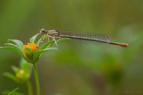 šidielko krúžkované / šidélko kroužkované / Common Bluet