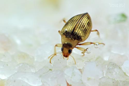 Haliplus sp.