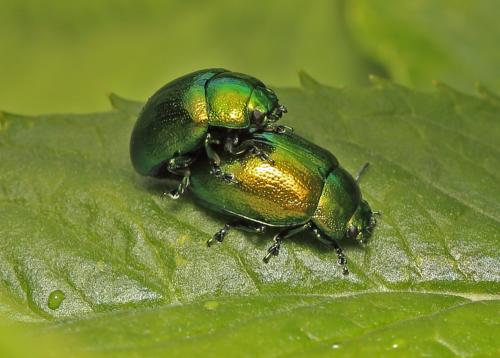 Chrysolina sp.